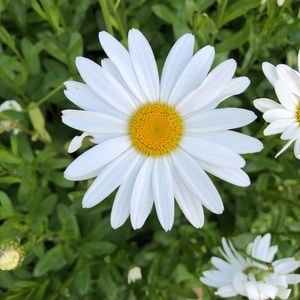 Meet your Posher, Hattie